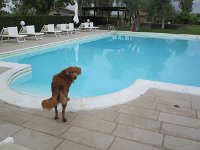 Goliath (15)